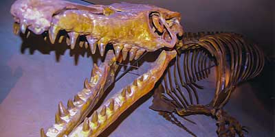 Skelet van de Mosasaurus Hoffmanni (Maashagedis) in het Natuur Historisch museum in Maastricht