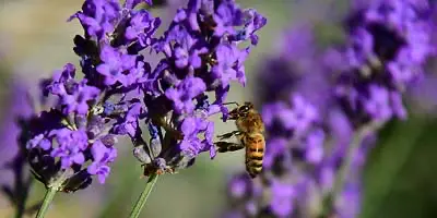 Tuinen Mien Ruys (Garten Mien Ruys), Dedemsvaart