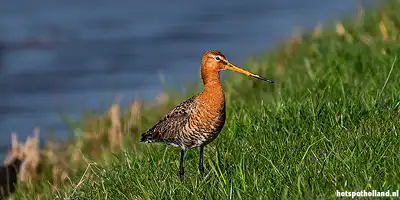 The Black-tailed Godwit is the National Bird of the Netherlands