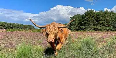 Een grote grazer op de Zuiderheide bij Hilversum