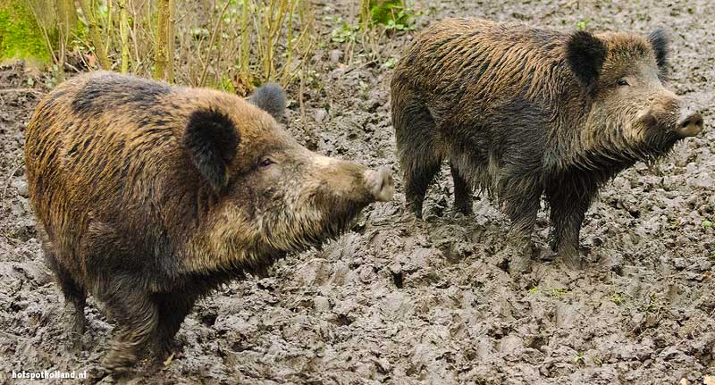 Wildschweine im Naturpark Lelystad