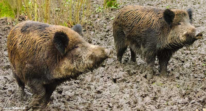 Wilde Zwijnen Natuurpark Lelystad