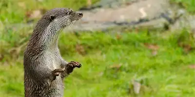 Een nieuwsgierige otter in Natuurpark Lelystad