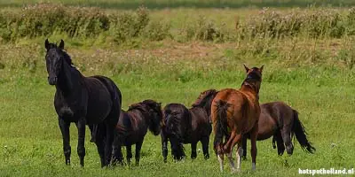 Wild horses in Noarderleech