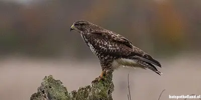 Een buizerd: wildspotten in de Oostvaardersplassen