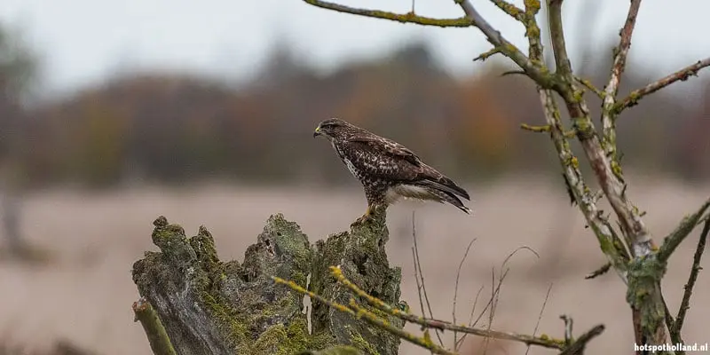 Oostvaardersplassen