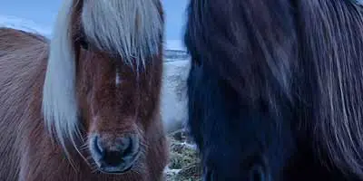 De Paardenkamp Horse Camp