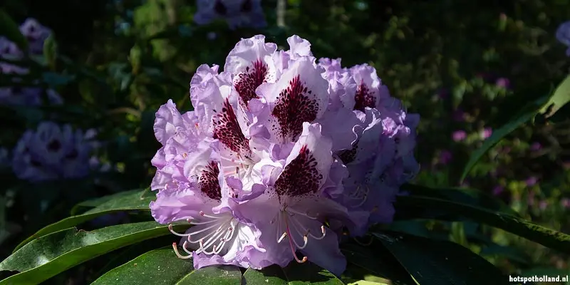 Rhododendrontal Gooilust