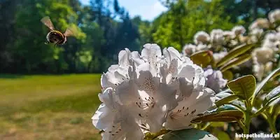 Rododendronvallei Gooilust in mei