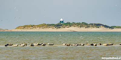 Zeehonden voor de kust van Rottumerplaat