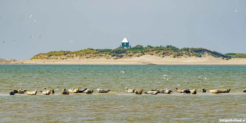 Rottumerplaat