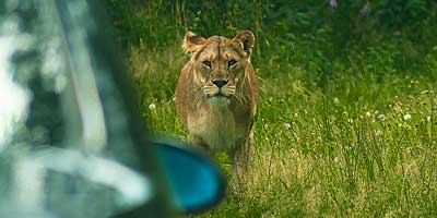 Safari Park Beekse Bergen