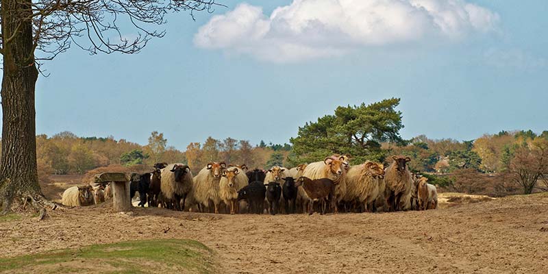 Rondje Het Gooi, Wandelen en fietsen Gooi- en Vechtstreek Schaapskudde op de Zuiderheide bij Hilversum