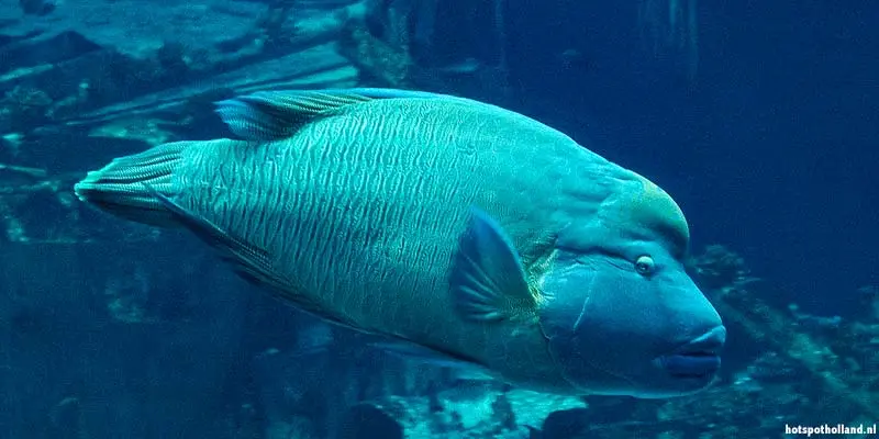 Sea Life Scheveningen