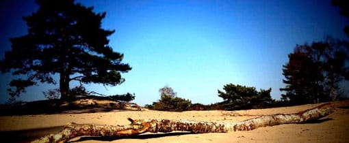 Dutch deserts: Top 10 Stuifzandgebieden, Een dagje zon en strand/zand zonder zee De Soester Duinen bij Soest