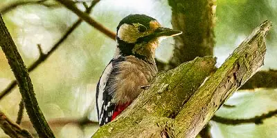 A woodpecker searches for food in a dead tree