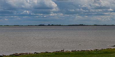 Sunbathing Seals near the village of Termunten, Groningen