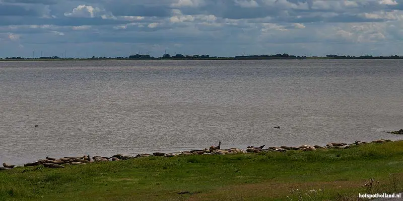 Zeehondenkijkwand Termunten