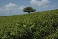 Wandelen over het eilandje Tiengemeten