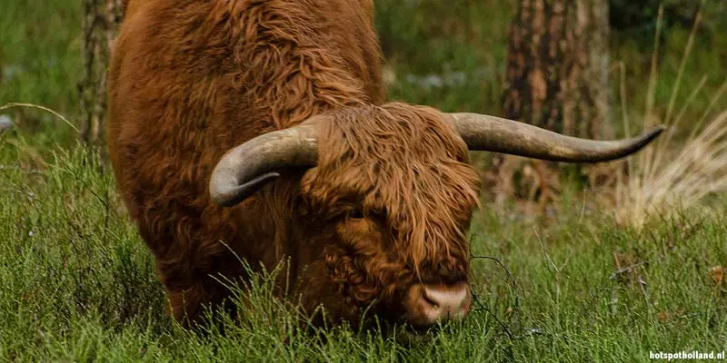 Veluwezoom nationaal park