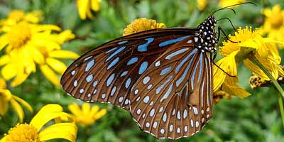 Leuke uitstapjes Papiliorama: Vlinders