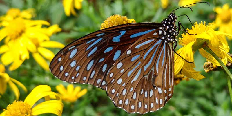 Papiliorama, tropische vlindertuin in Havelte