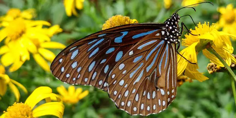 Papiliorama: Vlinders