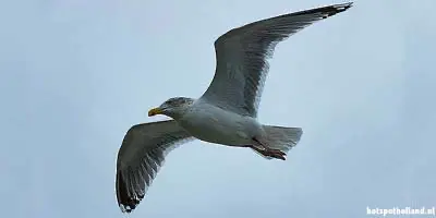Vogels spotten langs de Waddendijk van Texel