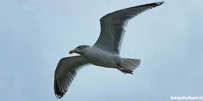 TripsBird watching boulevard Texel