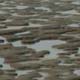 Het Wad bij laag water Wadlopen