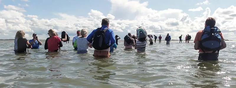 Mudflat hiking Wadden Sea