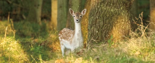 Amsterdamse Waterleidingduinen, Wandelen tussen burlende herten Herten spotten in de Amsterdamse Waterleidingduinen