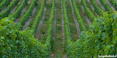In het glooiende landschap van Zuid-Limburg is de Nederlandse wijnbouw ontstaan