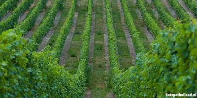 In het glooiende landschap van Zuid-Limburg is de Nederlandse wijnbouw ontstaan