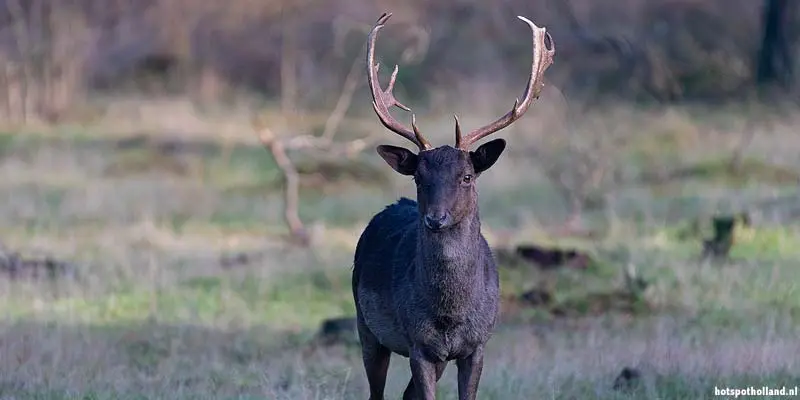 Wildpark Het Aardhuis Hoog-Soeren