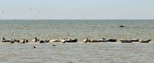 Zeehondenkijkwand, Punt van Reide in Groningen Zeehonden aan het zonnebaden