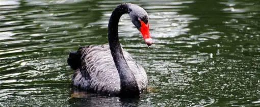 Zwarte zwaan